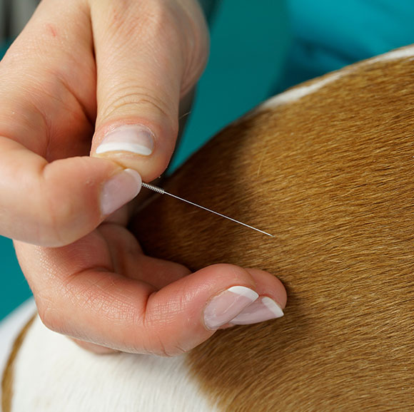 dog getting acupuncture