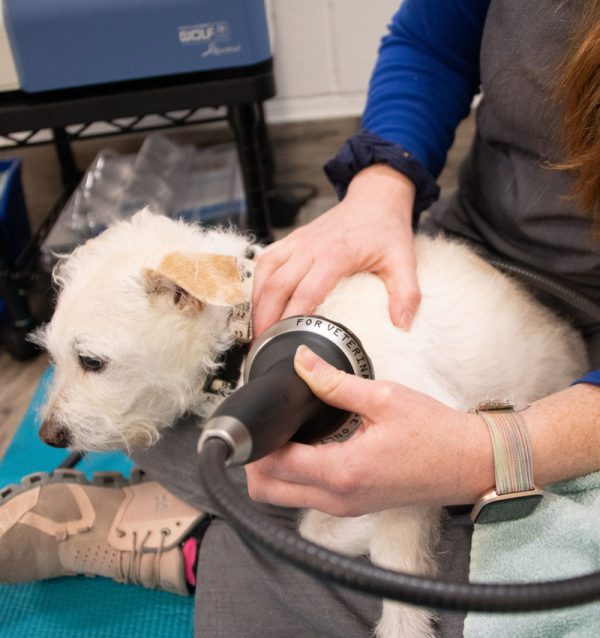 dog getting an Extracorporeal Shockwave Therapy