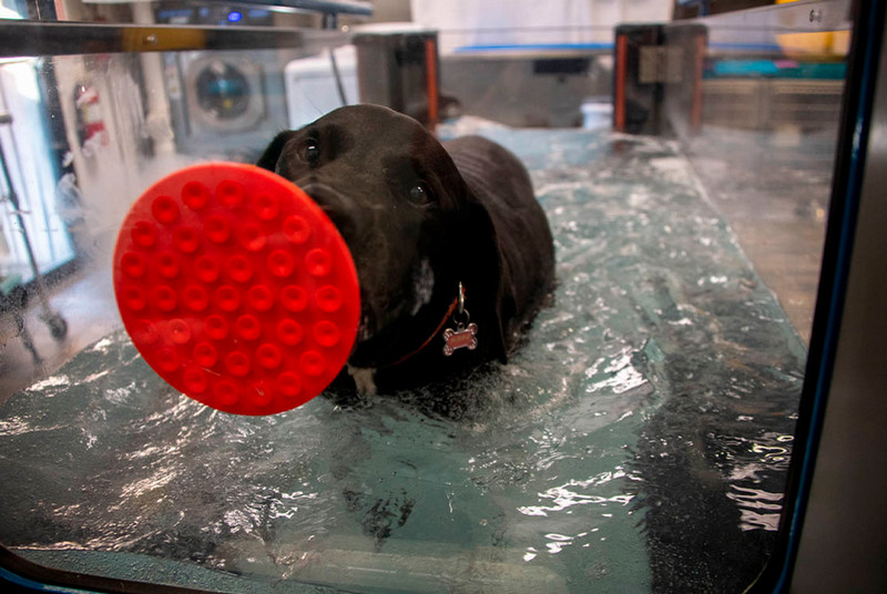 dog in a underwater treadmill