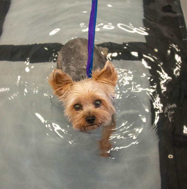 little dog using underwater treadmill