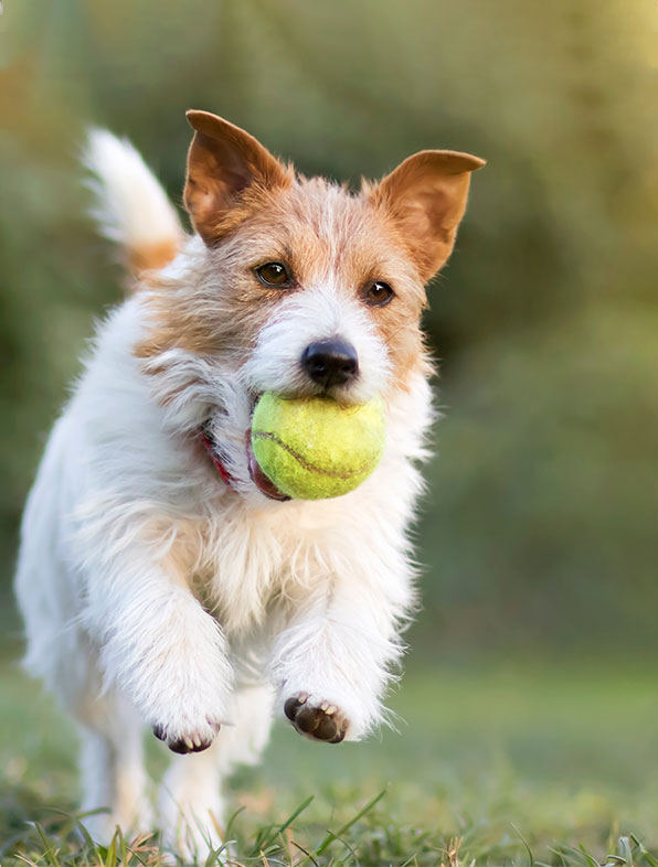 dog running with ball