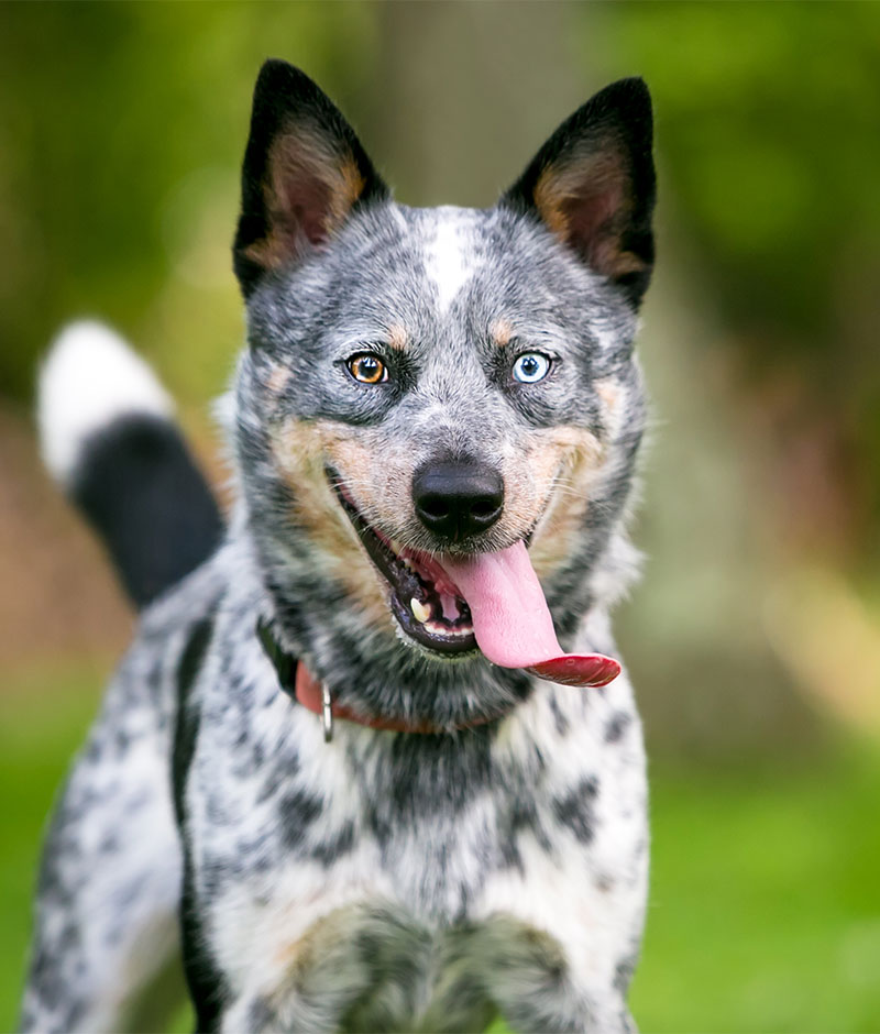 dog with 2 different color eyes