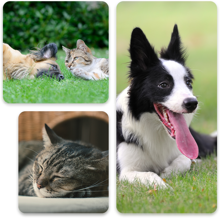 3 pictures of cats and dogs