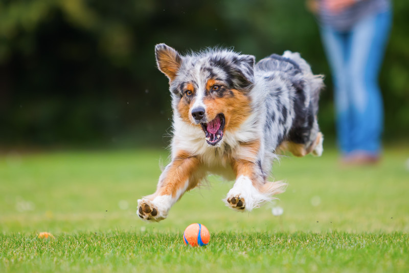 dog running for ball