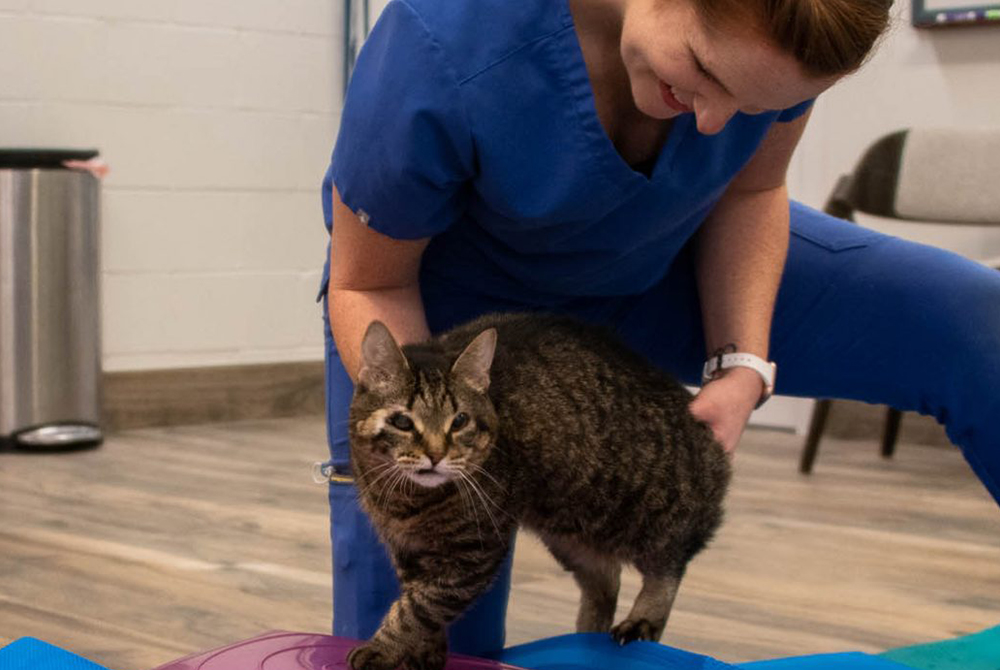 cat doing Therapeutic Exercises