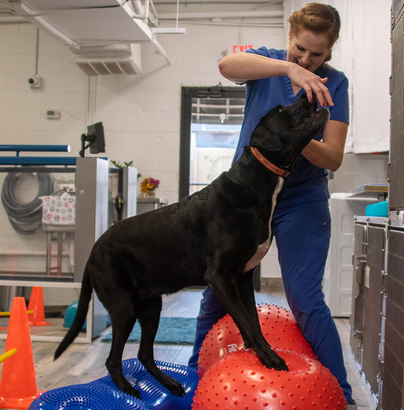 dog doing Therapeutic Exercises