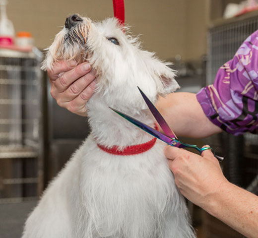 dog getting hair cut