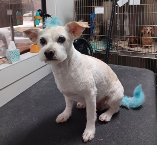 dog with dyed hair