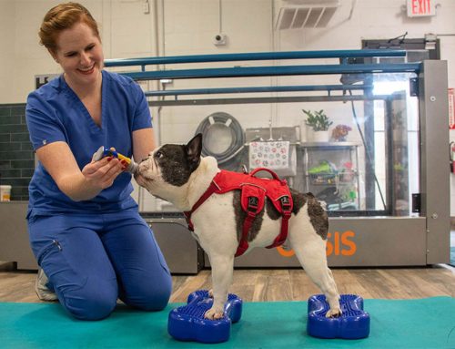 What is Veterinary Rehabilitation?