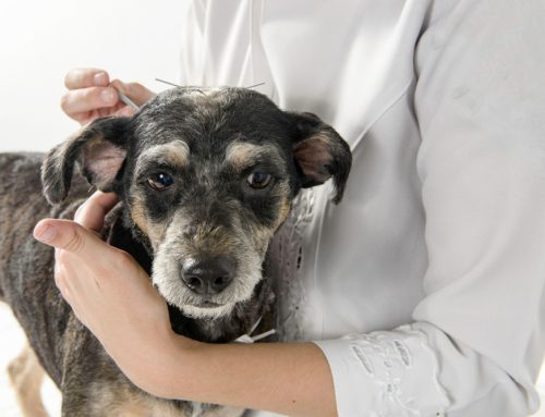 Relieve Your Pet’s Pain: A Guide to Veterinary Acupuncture