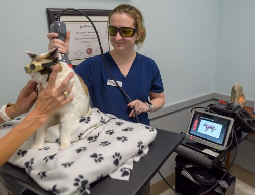 Laser Therapy for Pets: A Non-Invasive Solution for Pain and Healing