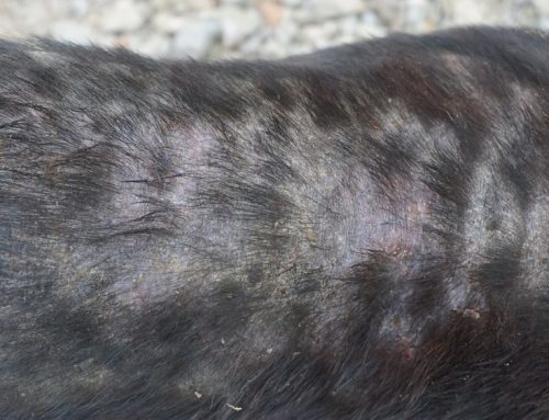 Identifying and Treating Common Skin Conditions in Pets